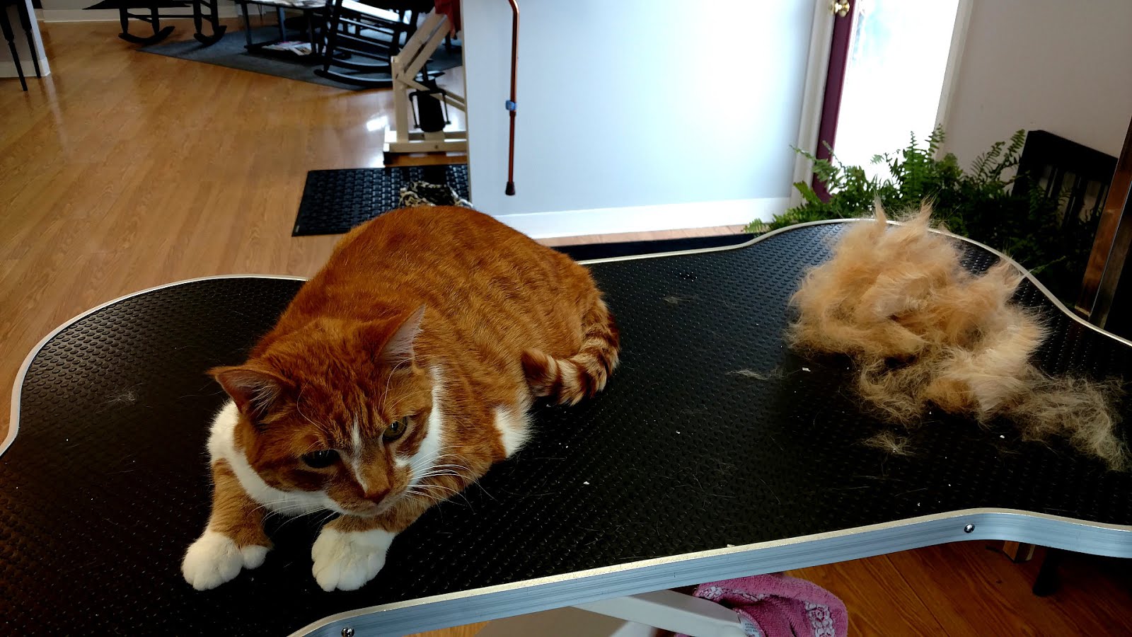 Cat Groomers Nyc Cat Choices