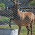 Zoo Officials Noticed An Elk Acting Weird. Then They Realized What He's ...