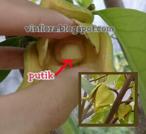 Bunga Sirsak Rontok Terus Mungkin Butuh Penyerbukan Bunga Sirsak Rontok Terus Mungkin Butuh Penyerbukan