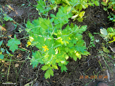 χελιδόνιο φυτό-Chelidonium Majus