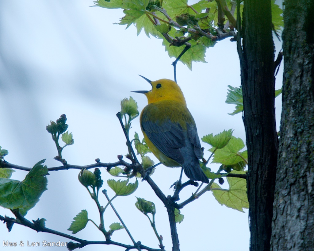Mae's Food Blog Weekend Birding