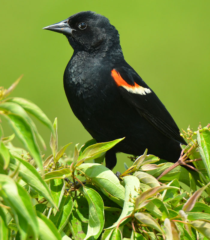 Red and the Peanut A Redwinged Blackbird singing in the