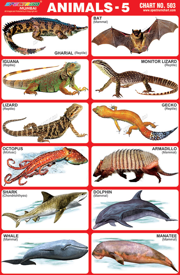 types of lizards chart