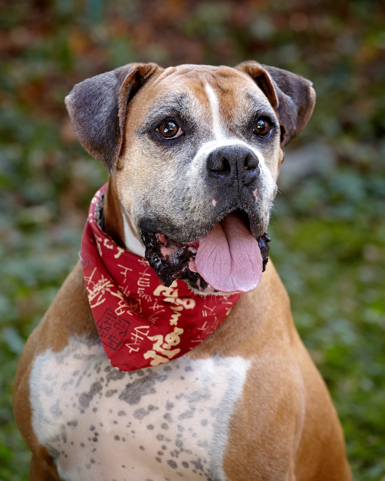 Dogs Life Love... The world from a dog's point of view