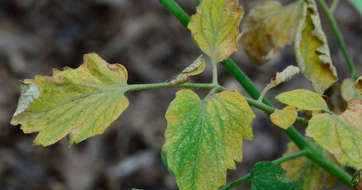 Ask A Master Gardener Spider Mite Control on Tomatoes