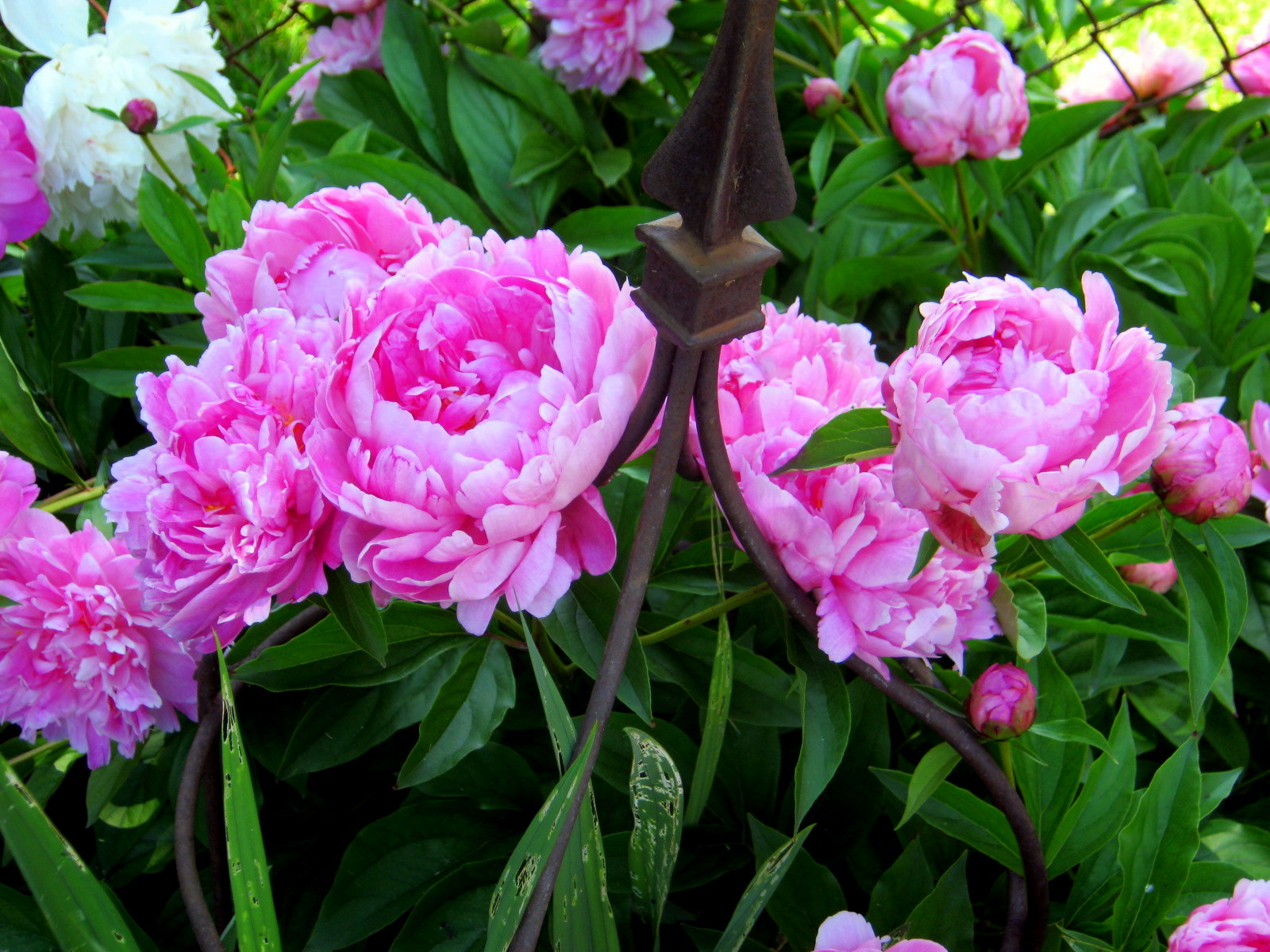 The Lazy Gardener Blooming in the Garden...Pink Peonies
