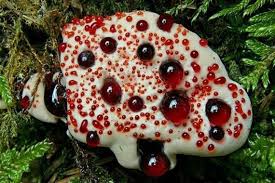    Hydnellum peckii     