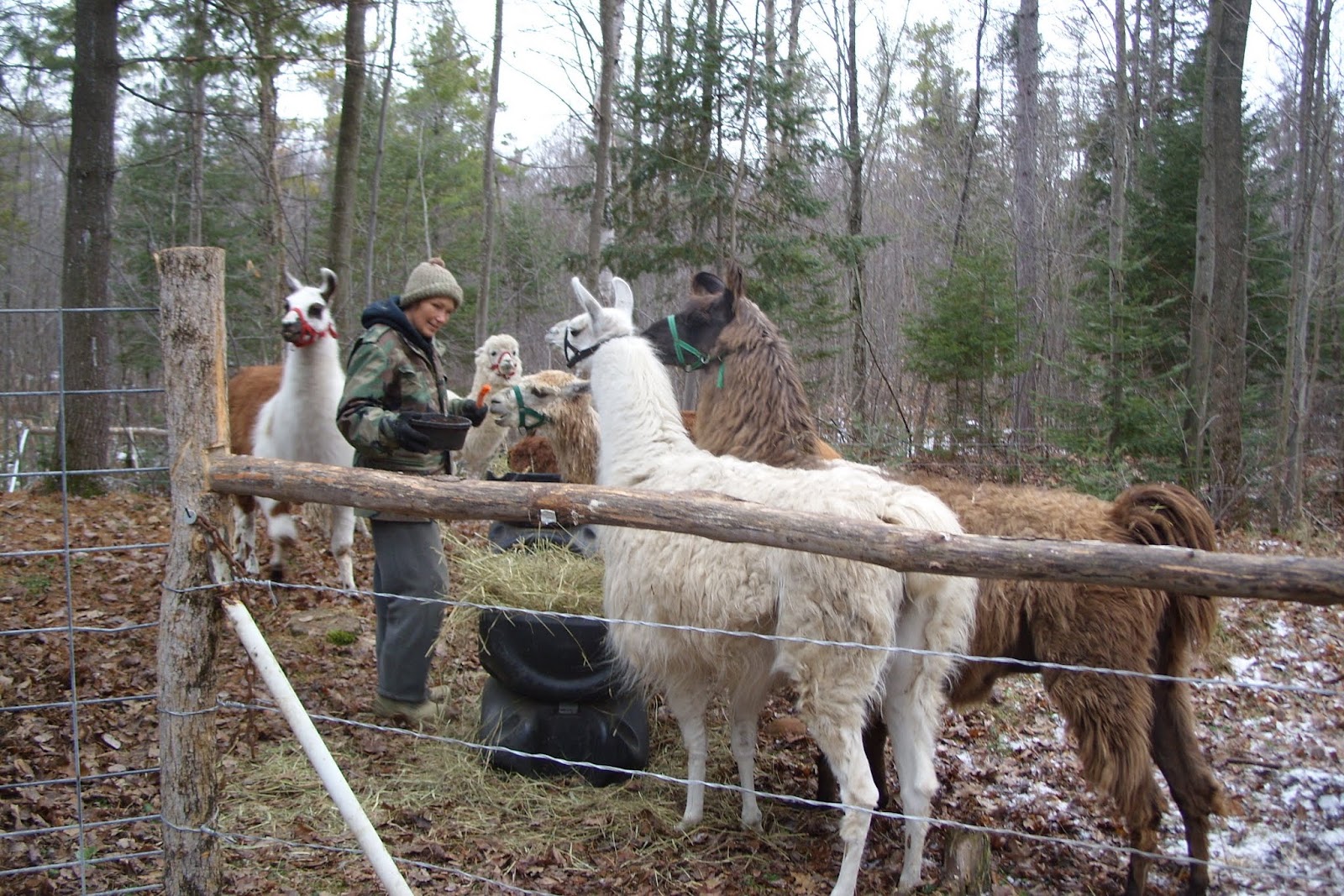 Forest House Farm Llama and Alpaca Fence