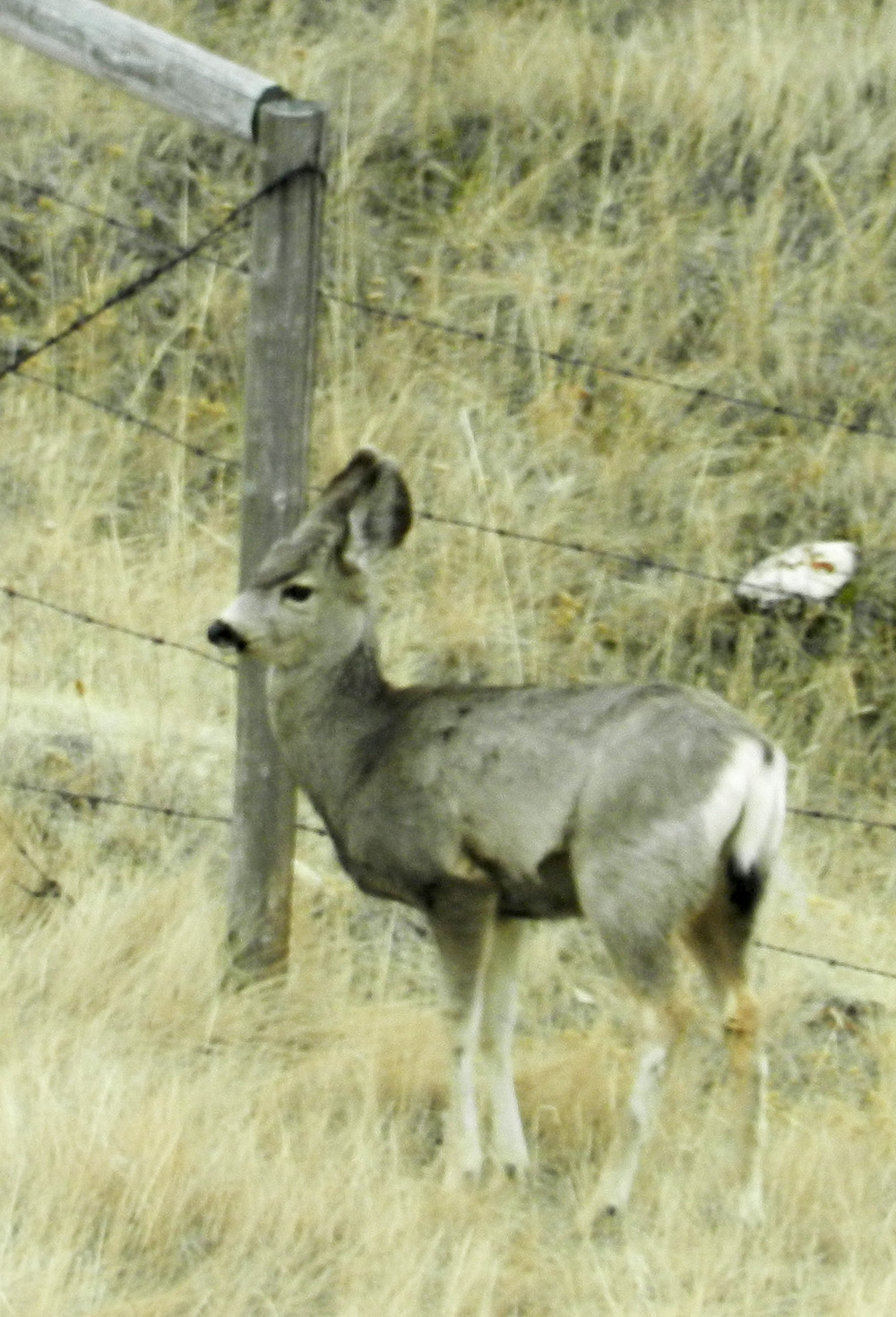 Elfshot Mule Deer and Pronghorn Antelope