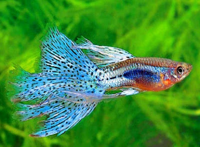 Gambar ikan guppy