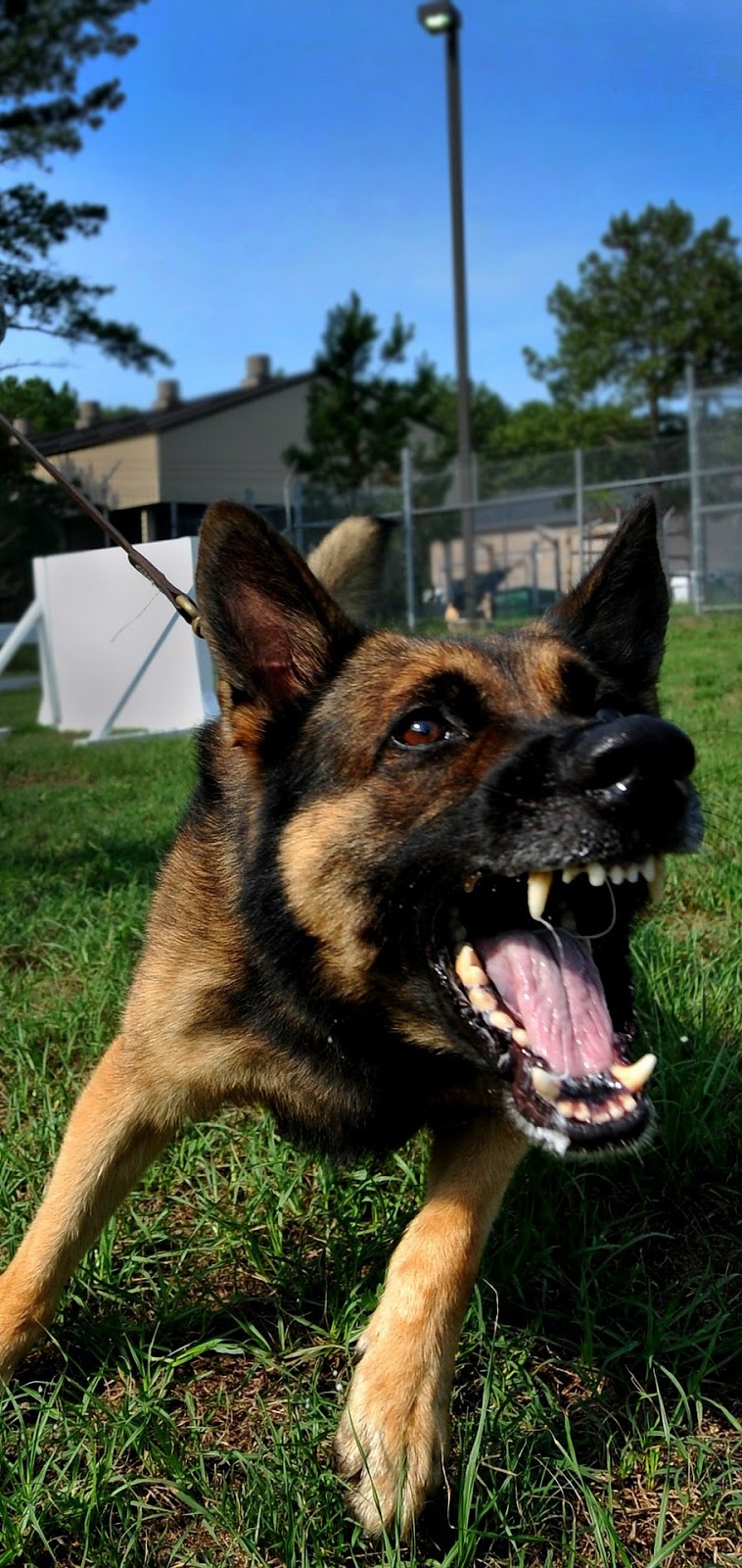 Raged dog. Raged dog.