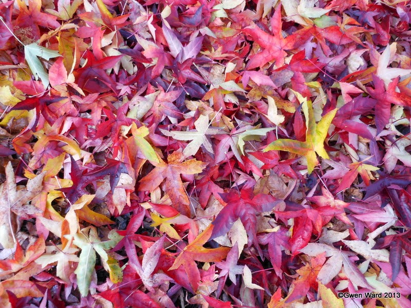 Cottage in the Lane: 2013