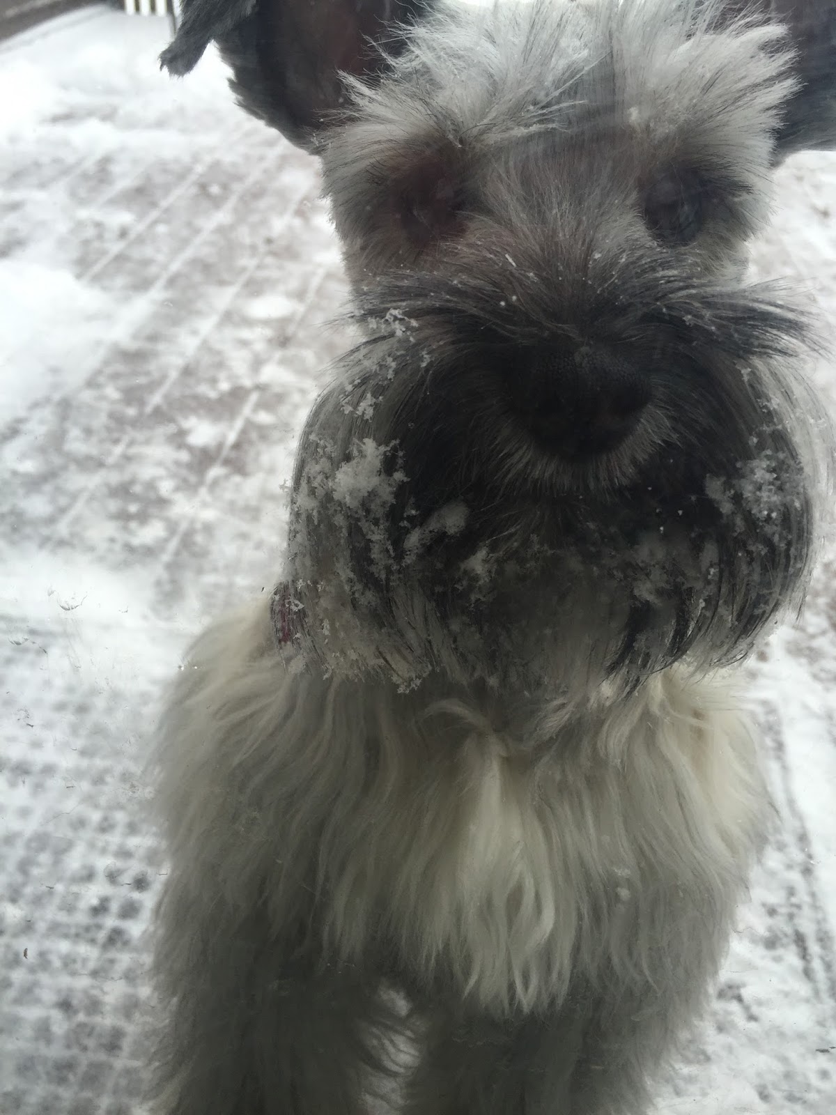 My Schnauzer Addiction 8 Signs You Have an Aggressive Puppy (2/6/17