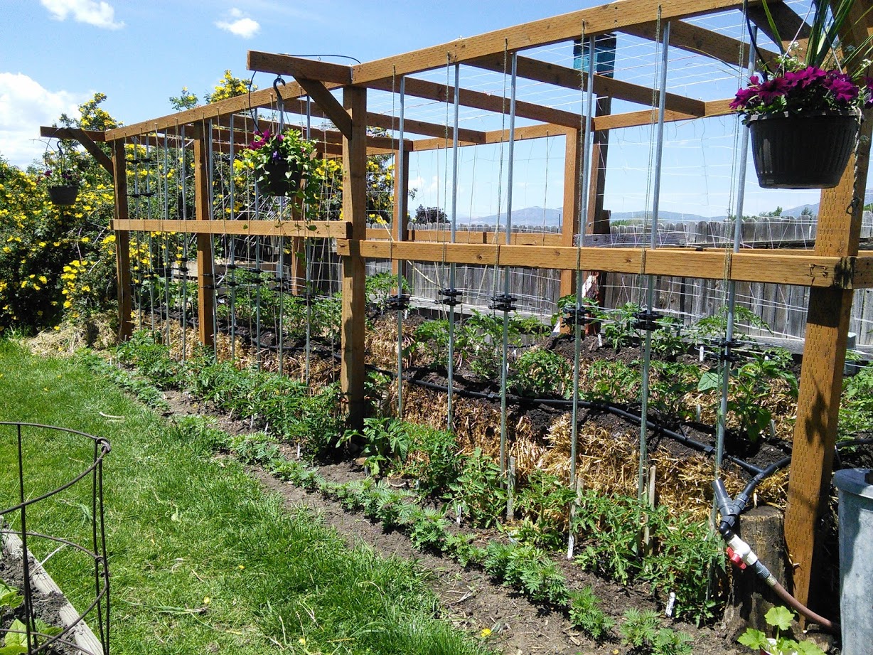 North Mountain: Straw Bale Gardening Revisited