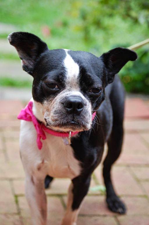 Northeast Boston Terrier Rescue Adopt Ruby