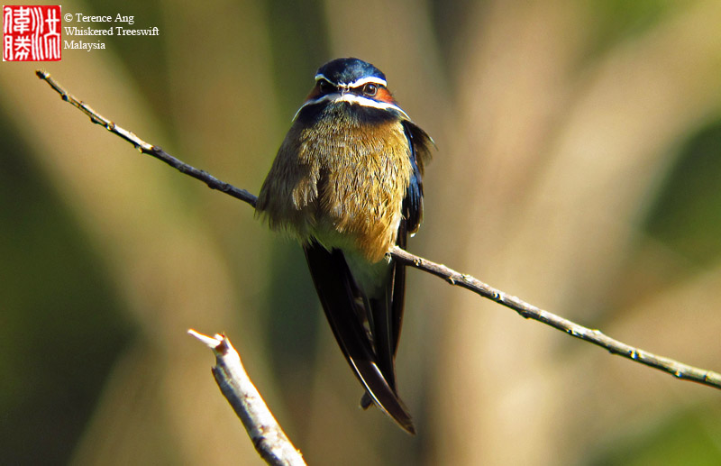 Nature Core: The New Begining - Whiskered Treeswift