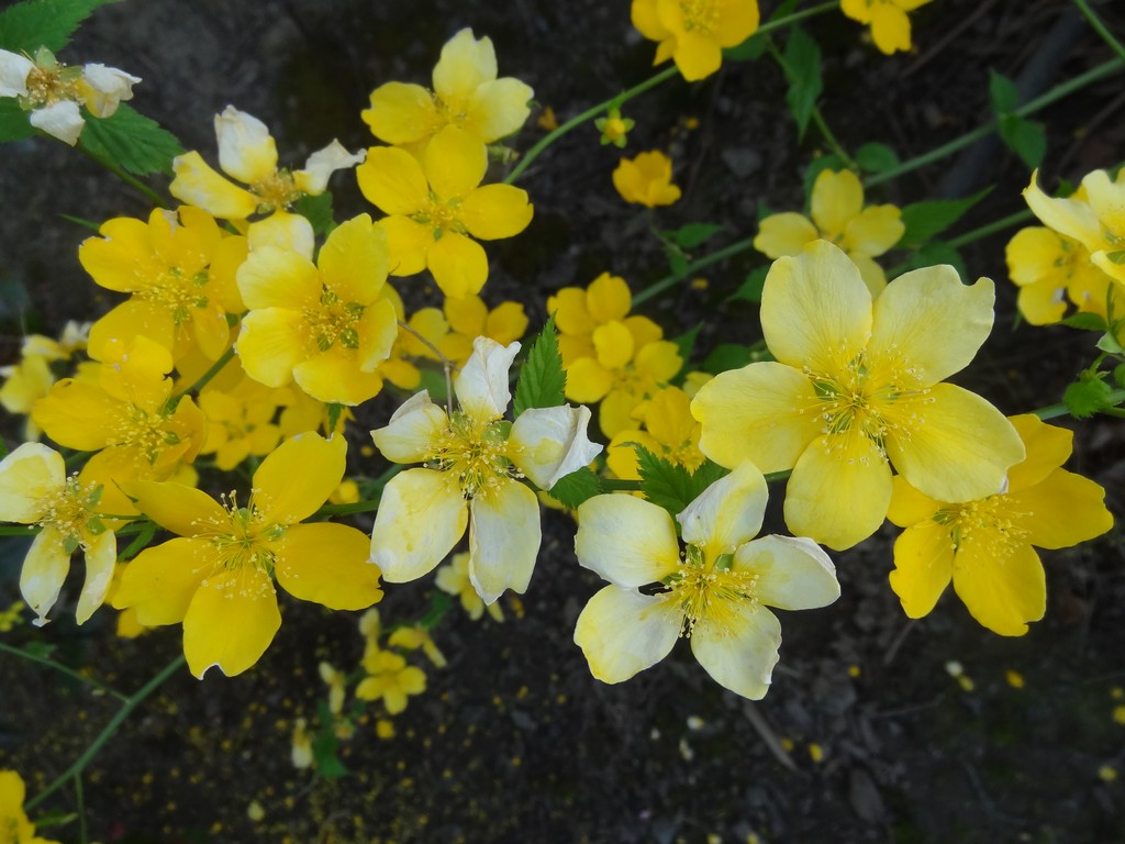 The Garden Of Eaden January 2017