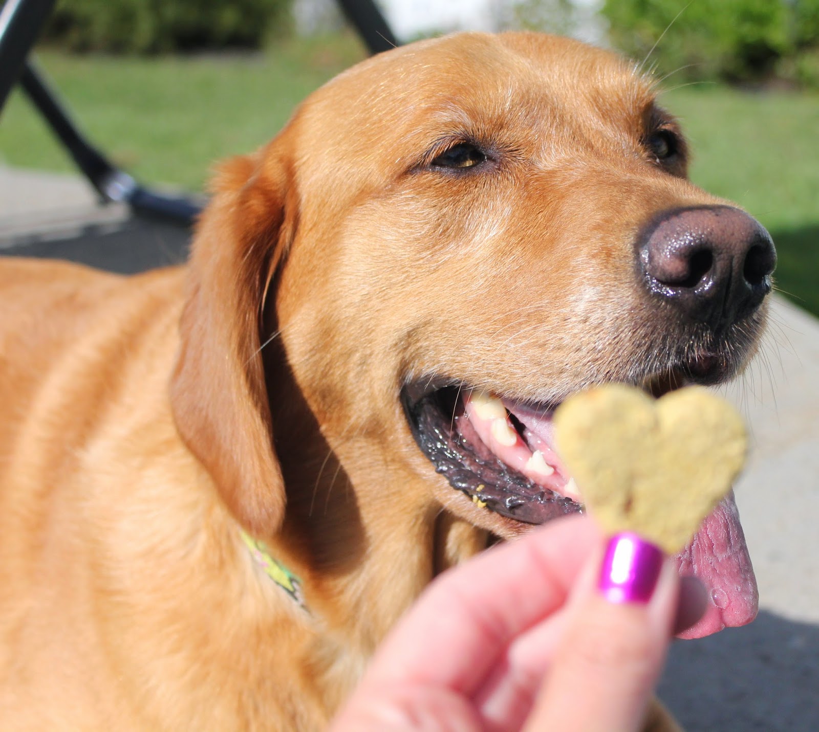 newman's peanut butter dog treats