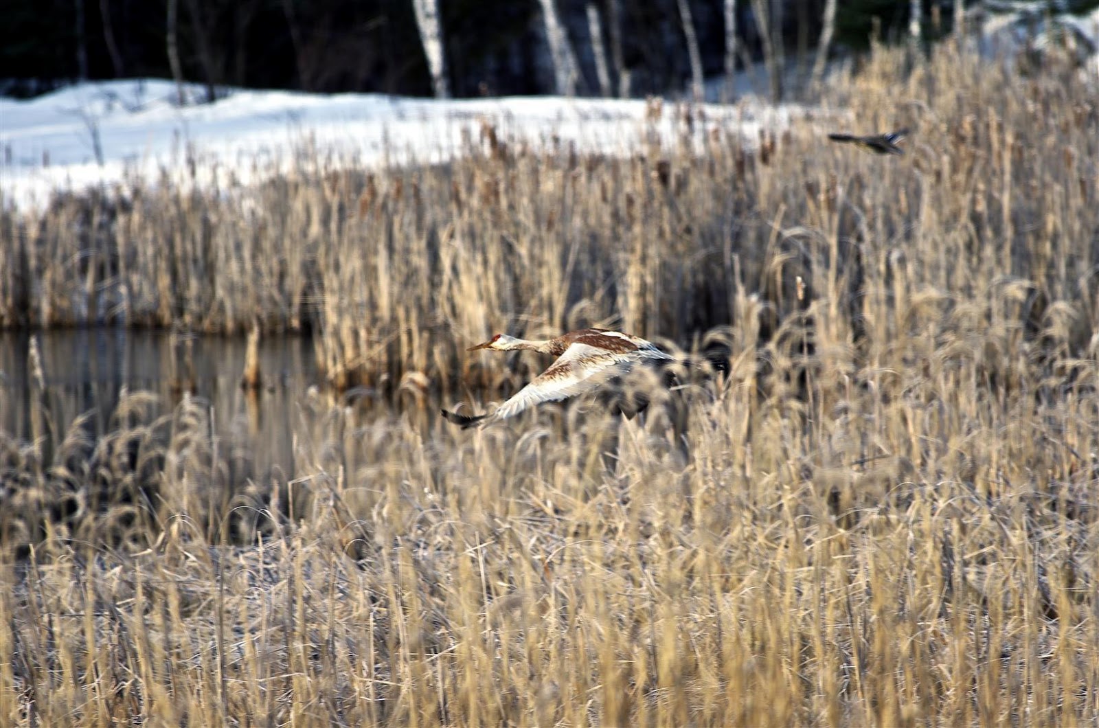 Wild in Pictures Yearling Moose,Mallards and Sandhill Cranes