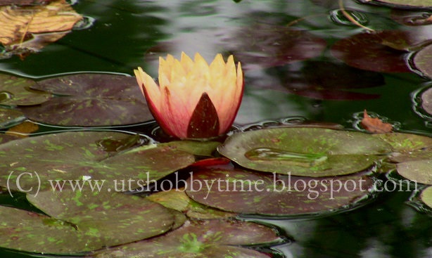 orange water lily photos