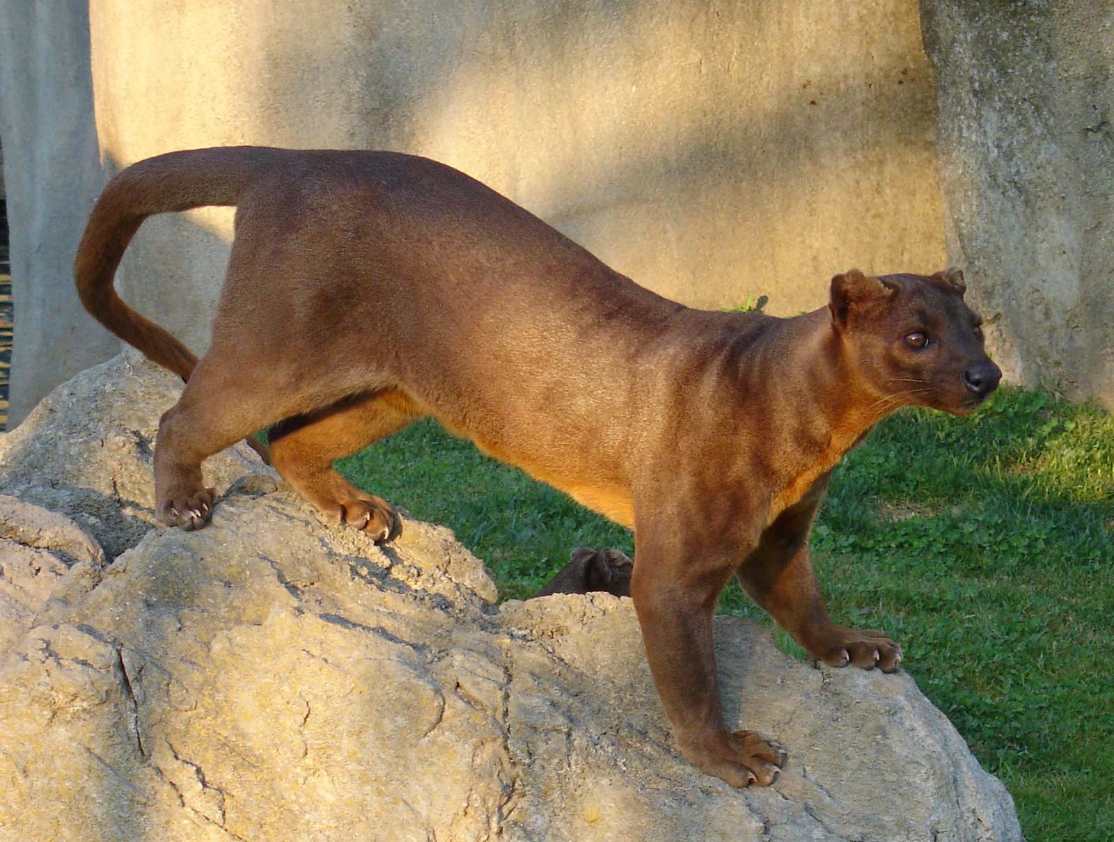 Animals You May Not Have Known Existed - The Fossa
