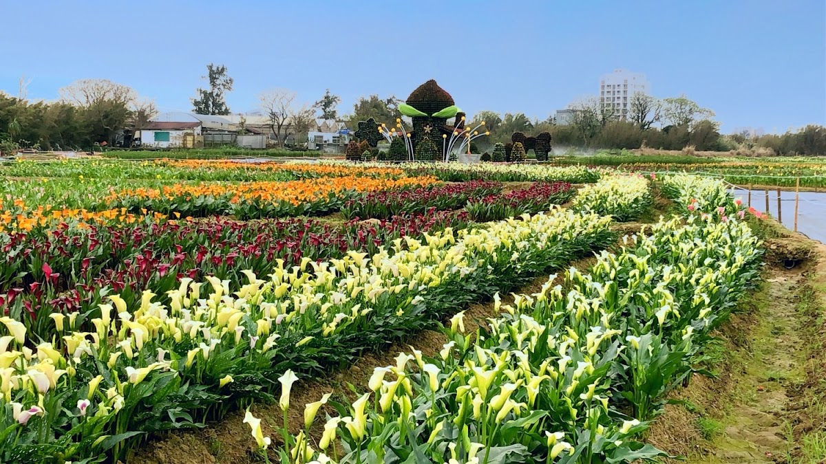 2018桃園彩色海芋季以「戀人勝地,幸福桃園」為目標、「浪漫芋花園」為主題,活動時間於3月10日至3月25日,於大園區聖德北路與田溪路交叉口舉辦。 2018桃園彩色海芋季以「戀人勝地,幸福桃園」為目標、「浪漫芋花園」為主題,活動時間於3月10日至3月25日,於大園區聖德北路與田溪路交叉口舉辦。