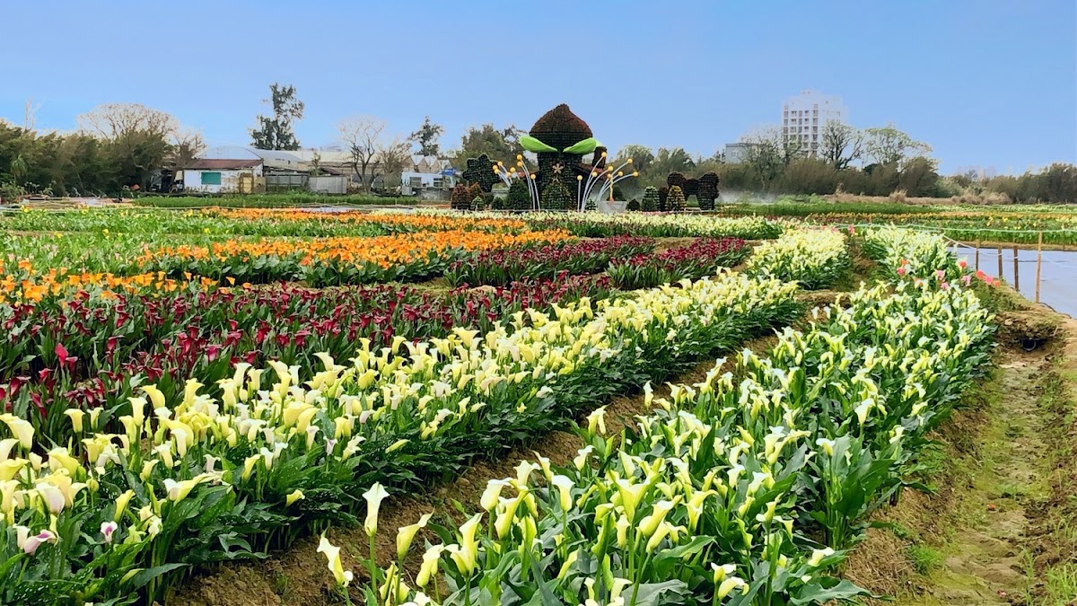 2018桃園彩色海芋季以「戀人勝地，幸福桃園」為目標、「浪漫芋花園」為主題，活動時間於3月10日至3月25日，於大園區聖德北路與田溪路交叉口舉辦。