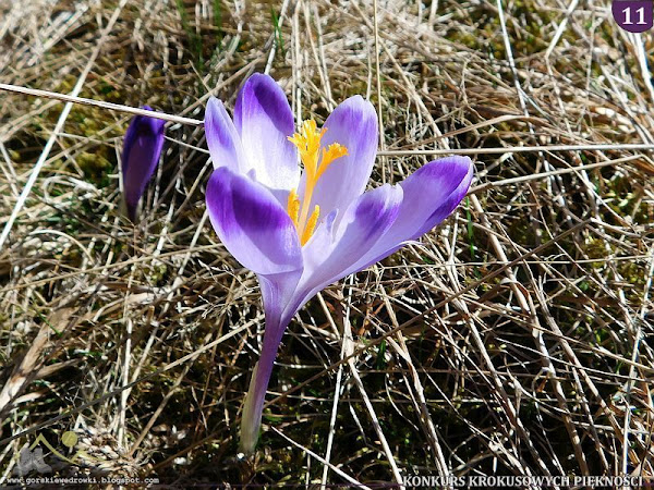 Szafran spiski (Crocus scepusiensis).