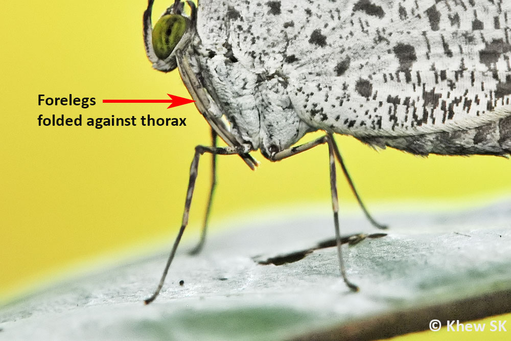 Butterflies of Singapore The Butterfly Legs