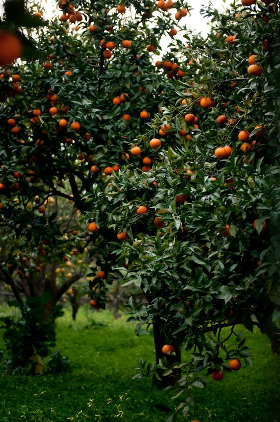 How to Grow Orange, Tips for Growing, Planting and Harvesting Orange ...