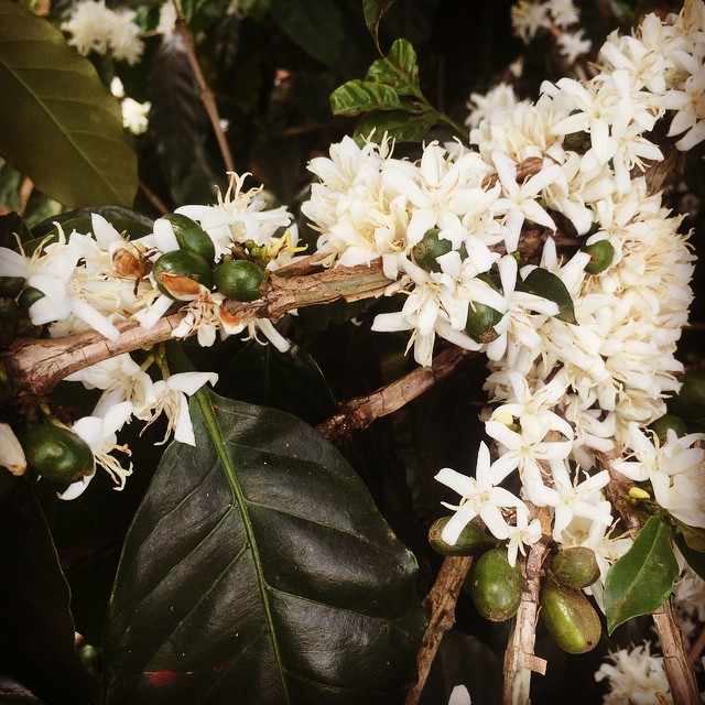 кофе арабика растение. кофейное дерево зацвело. кофе арабика растение. кофе аравийский. цветение дерево кофе арабика.