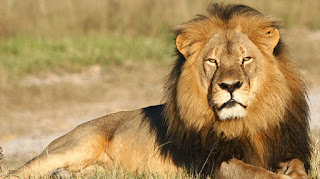 wild-animal wild-animal