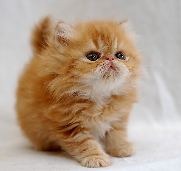  Top 5 Cute Cats Make Your Life Happier