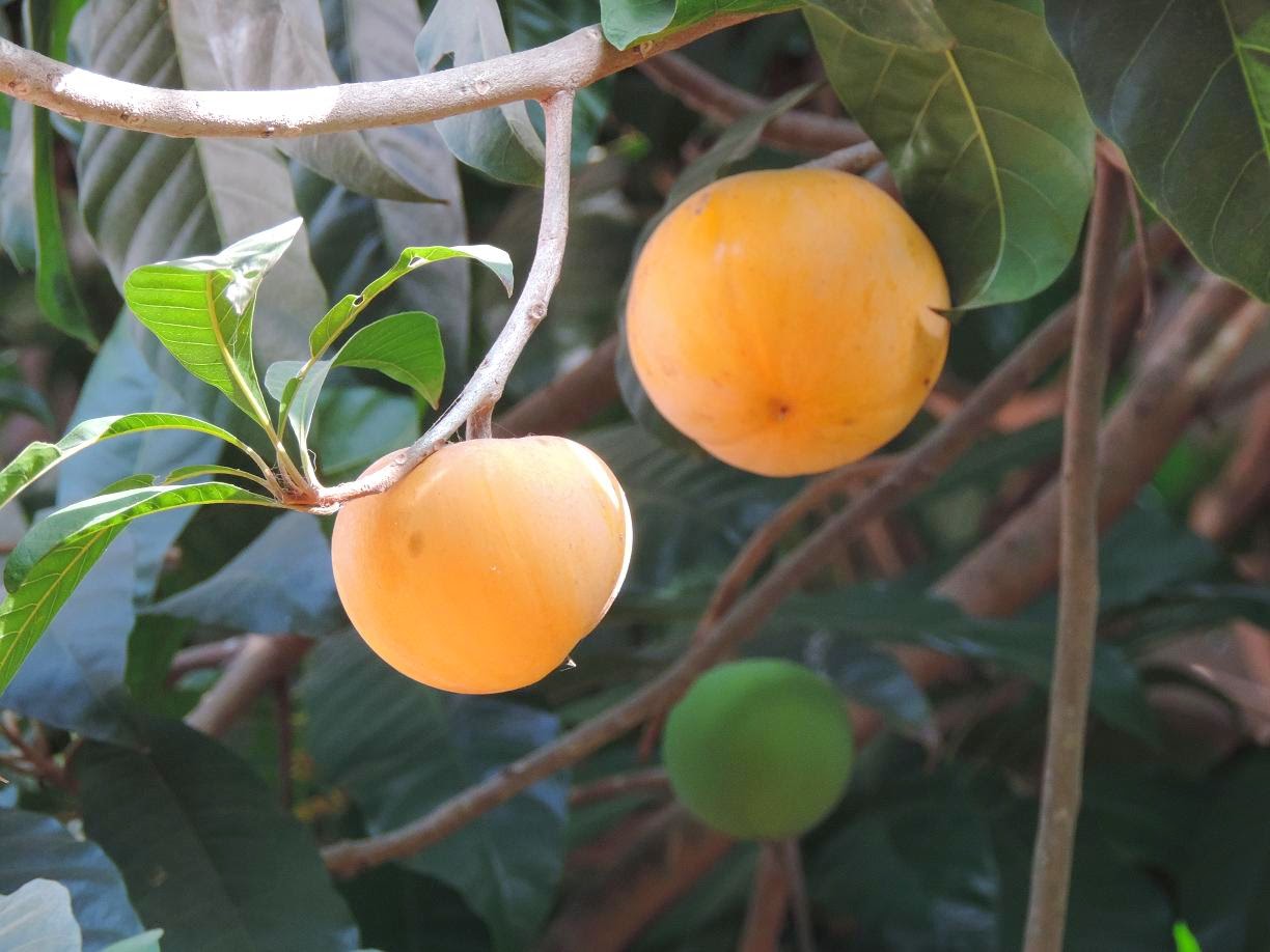 Places Of Goa Fruits of Goa, The Canistel Fruit