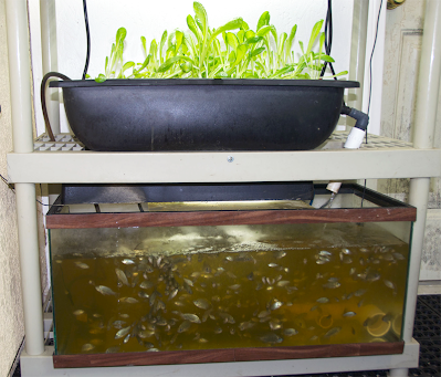 อควาโปนิกส์ Aquaponics เลี้ยงปลา ปลูกผัก
