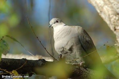 Tórtora turca (Streptopelia decaocto)