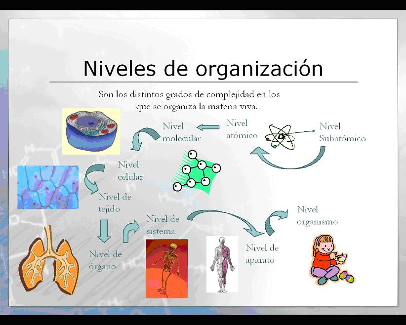 Biologia Los niveles de organización