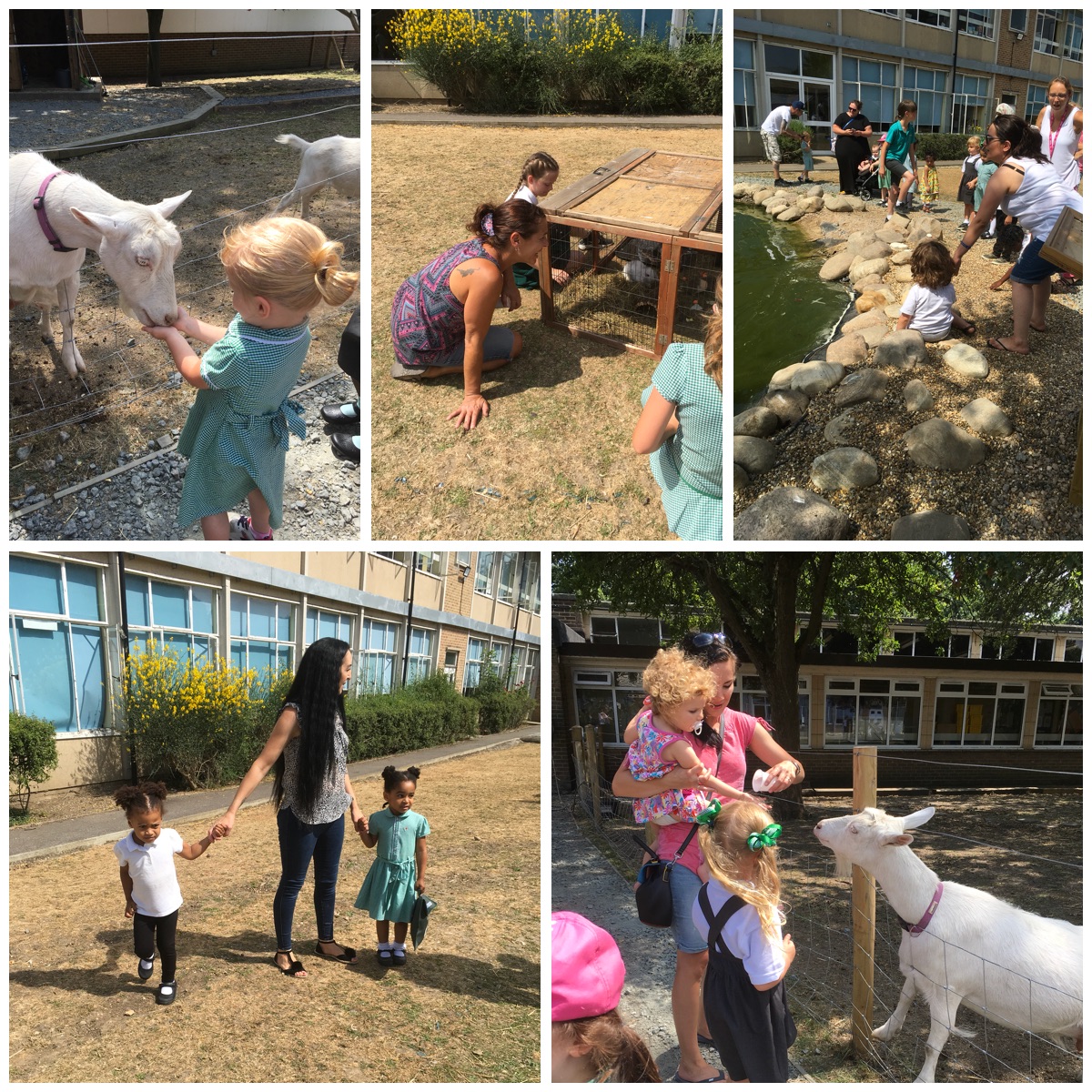 Mead Primary Nursery Farm visit