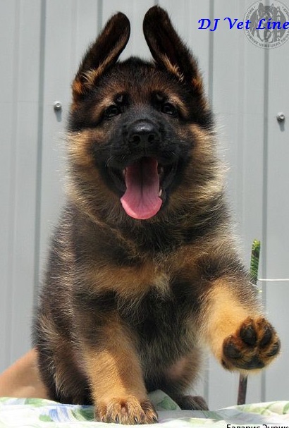 German Shepherd Growth Chart By Weight And Age