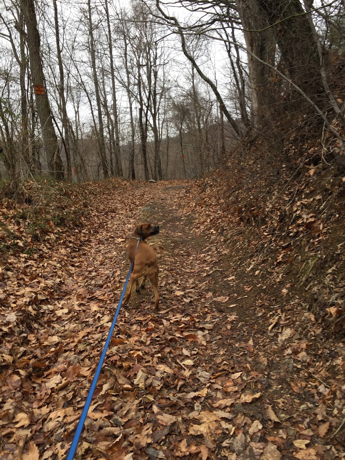 Wandering Virginia Hiking Shenandoah in Winter e Southern Option Wandering Virginia Hiking Shenandoah in Winter e Southern Option