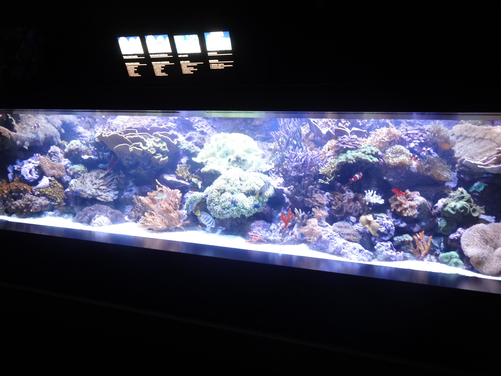 Miquelli S Amerikablog Activiteit New England Aquarium Boston Massachusetts