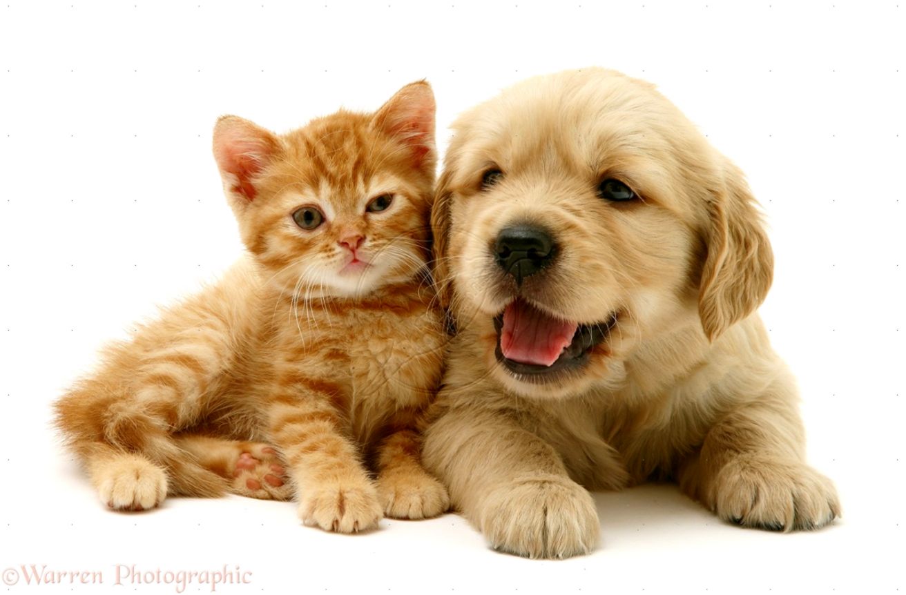 Super Cute Puppies And Kittens Pict Animal Beautiful Furry Super Cute Puppies And Kittens Pict Animal Beautiful Furry