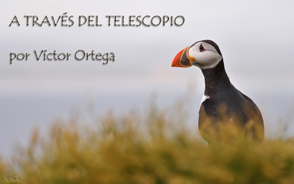 A través del Telescopio