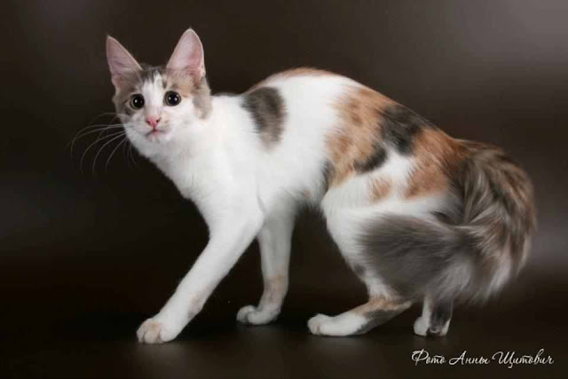 Kawin Silang Kucing Anggora Dan Kucing Kampung ~ Info Terkini