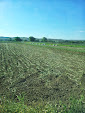 Spring garlic. Harvesting and cutting at the same time