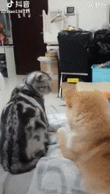 1192a36641b400780353252ad795a0a5.gif