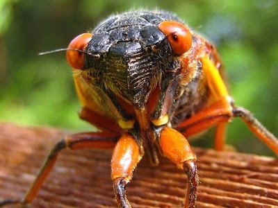 cicada invasion survival guide cicada news story on anderson design spirit of nashville