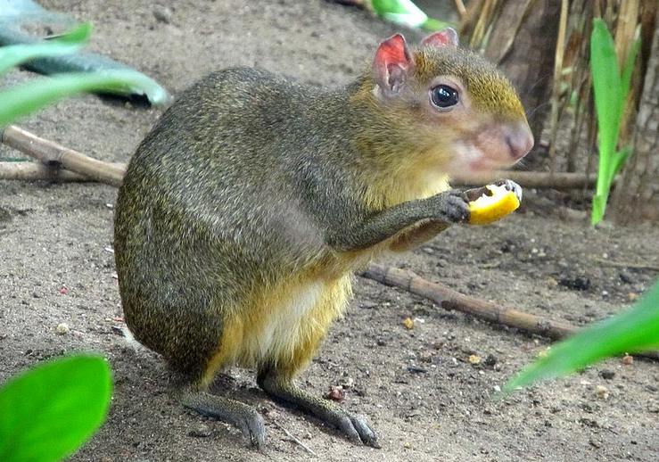 animals that start with a animalition animals that start with the letter a
