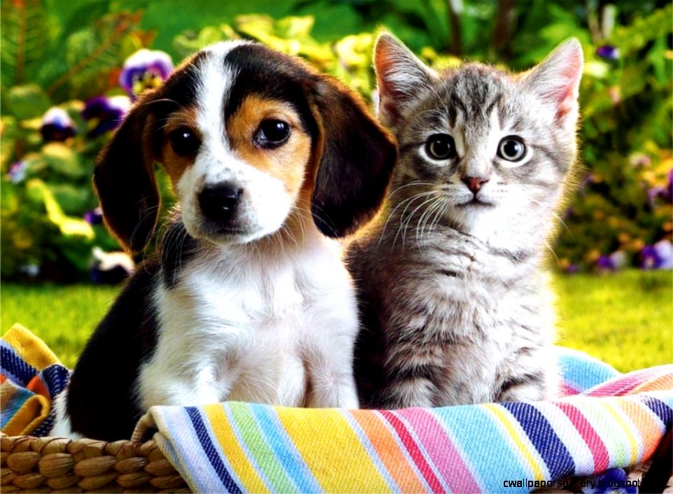 CUTE PUPPIES AND KITTENS WALLPAPER