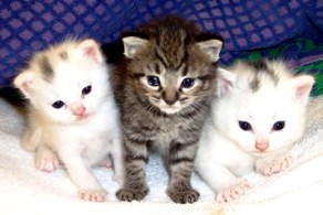 Gatos Foto de gatos bebés